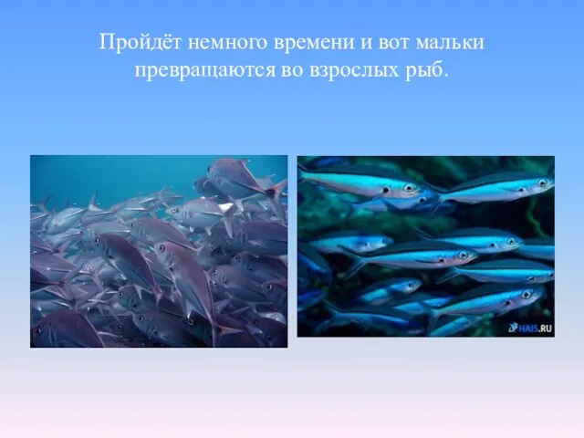 Пройдёт немного времени и вот мальки превращаются во взрослых рыб.