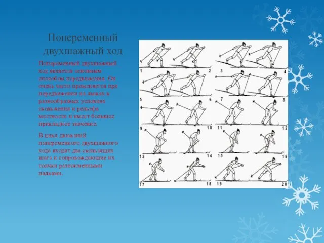 Попеременный двухшажный ход Попеременный двухшажный ход является основным способом передвижения. Он