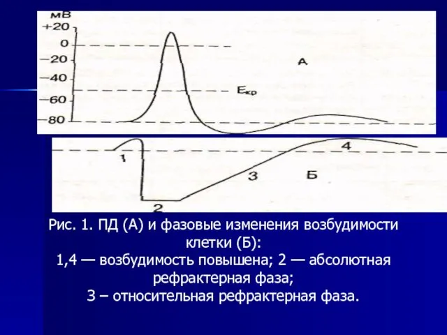 Рис. 1. ПД (А) и фазовые изменения возбудимости клетки (Б): 1,4