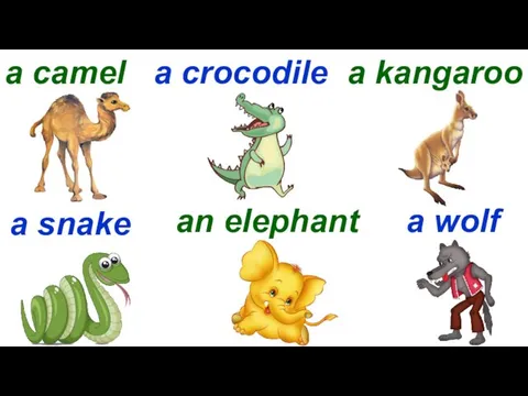 a camel a crocodile a kangaroo a snake an elephant a wolf