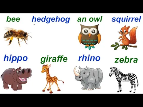 Start bee hedgehog an owl squirrel hippo giraffe rhino zebra