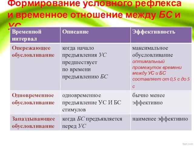 Формирование условного рефлекса и временное отношение между БС и УС