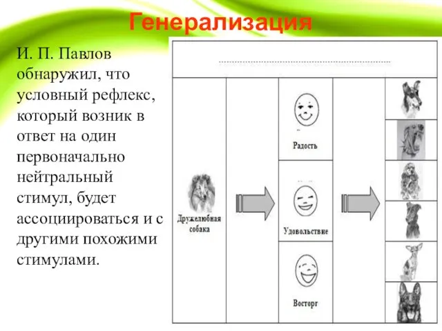 Генерализация И. П. Павлов обнаружил, что условный рефлекс, который возник в