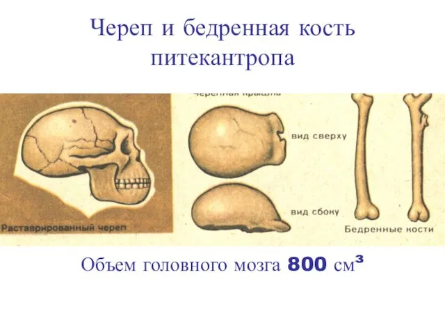 Череп и бедренная кость питекантропа Объем головного мозга 800 см³