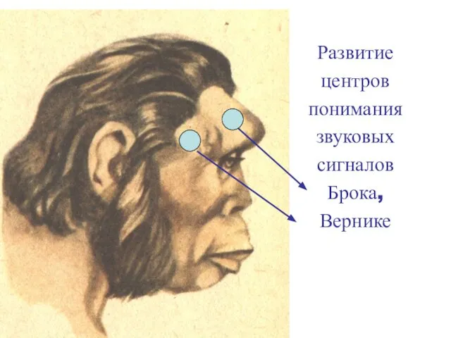 Развитие центров понимания звуковых сигналов Брока, Вернике