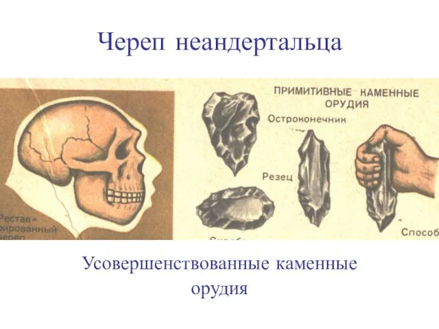 Череп неандертальца Усовершенствованные каменные орудия