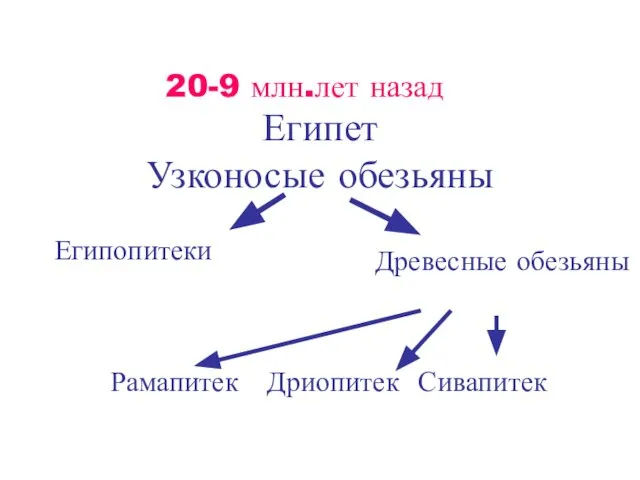 Египет Узконосые обезьяны 20-9 млн.лет назад Египопитеки Древесные обезьяны Рамапитек Дриопитек Сивапитек