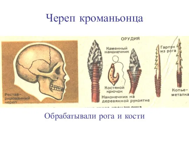 Череп кроманьонца Обрабатывали рога и кости