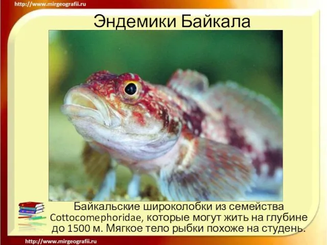 Эндемики Байкала Байкальские широколобки из семейства Cottocomephoridae, которые могут жить на