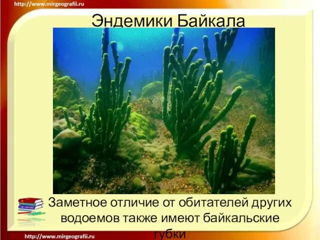 Эндемики Байкала Заметное отличие от обитателей других водоемов также имеют байкальские губки