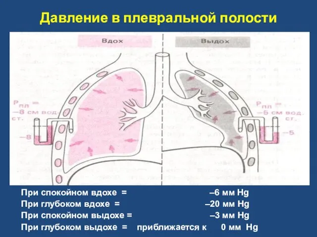 Легкие покрыты плеврой, между висцеральным и париетальным листками плевры имеется щель,