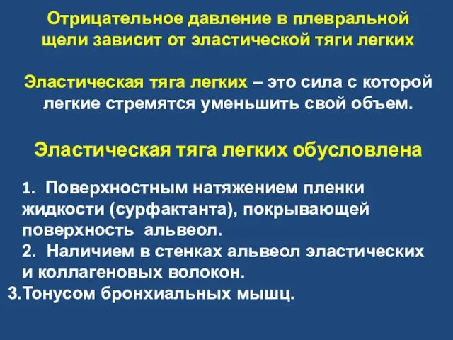 Отрицательное давление в плевральной щели зависит от эластической тяги легких Эластическая