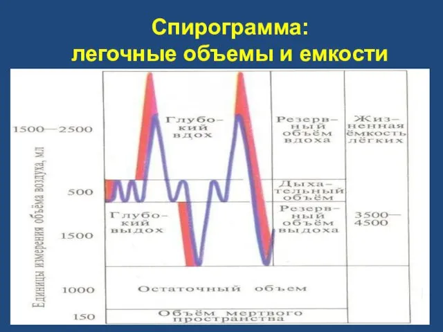 Спирограмма: легочные объемы и емкости Дыхательный объем (ДО) – 0,4 –