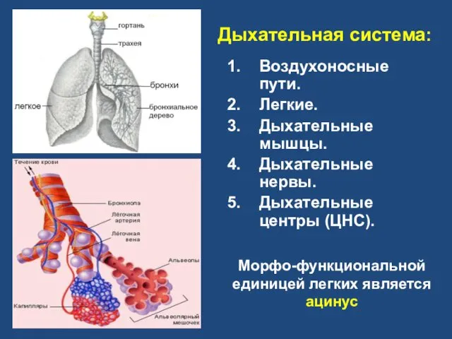 Дыхательная система: Воздухоносные пути. Легкие. Дыхательные мышцы. Дыхательные нервы. Дыхательные центры