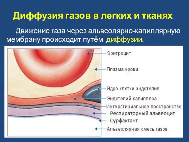 Движение газа через альвеолярно-капиллярную мембрану происходит путём диффузии. Диффузия газов в легких и тканях