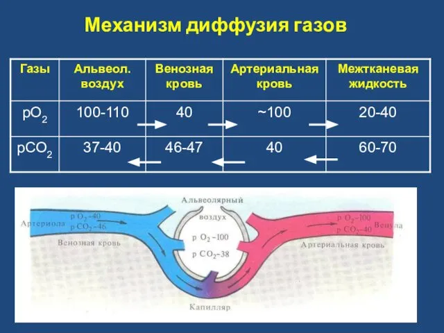 Механизм диффузия газов