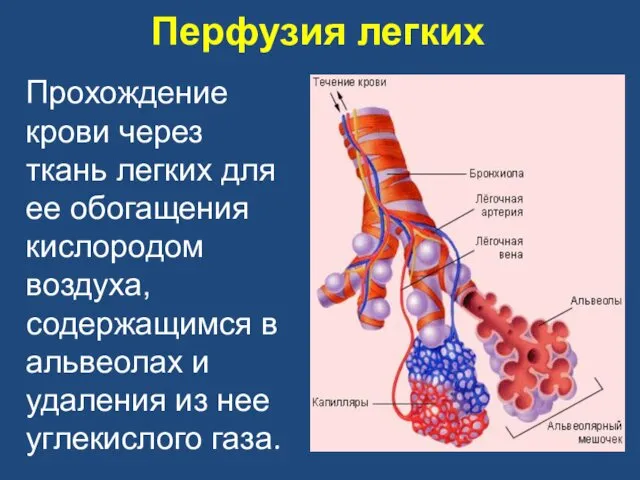 Перфузия легких Прохождение крови через ткань легких для ее обогащения кислородом