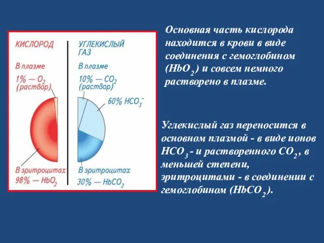 Основная часть кислорода находится в крови в виде соединения с гемоглобином