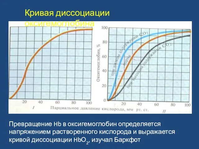 Превращение Hb в оксигемоглобин определяется напряжением растворенного кислорода и выражается кривой