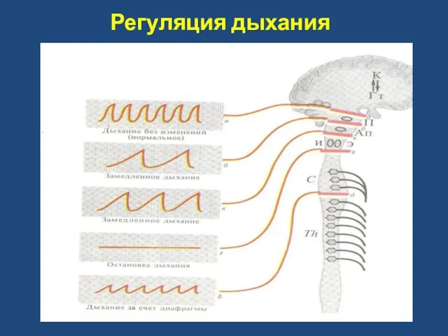 Регуляция дыхания