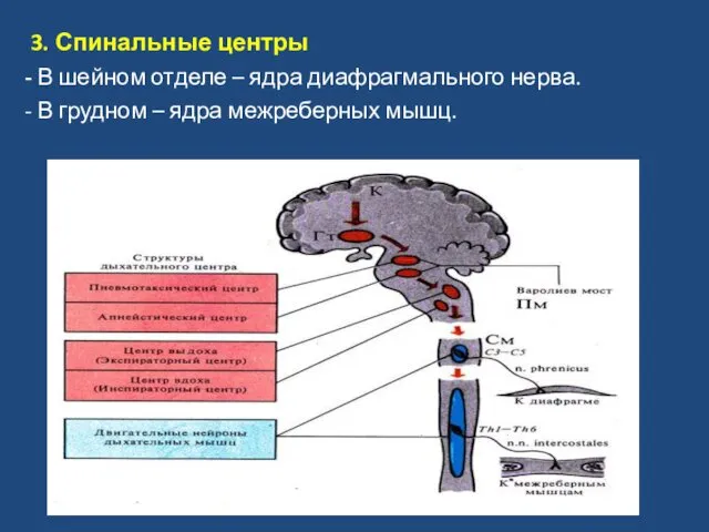 3. Спинальные центры - В шейном отделе – ядра диафрагмального нерва.