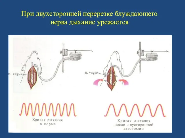 При двухсторонней перерезке блуждающего нерва дыхание урежается