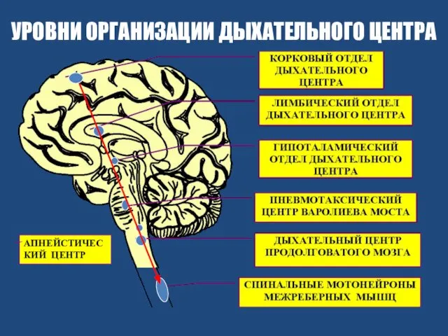 УРОВНИ ОРГАНИЗАЦИИ ДЫХАТЕЛЬНОГО ЦЕНТРА АПНЕЙСТИЧЕСКИЙ ЦЕНТР