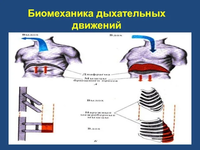 Биомеханика дыхательных движений В результате сокращения основных инспираторных мышц объем грудной