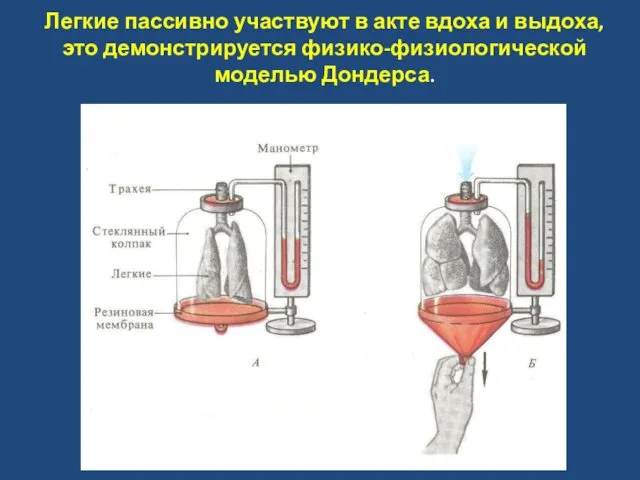 Легкие пассивно участвуют в акте вдоха и выдоха, это демонстрируется физико-физиологической моделью Дондерса.