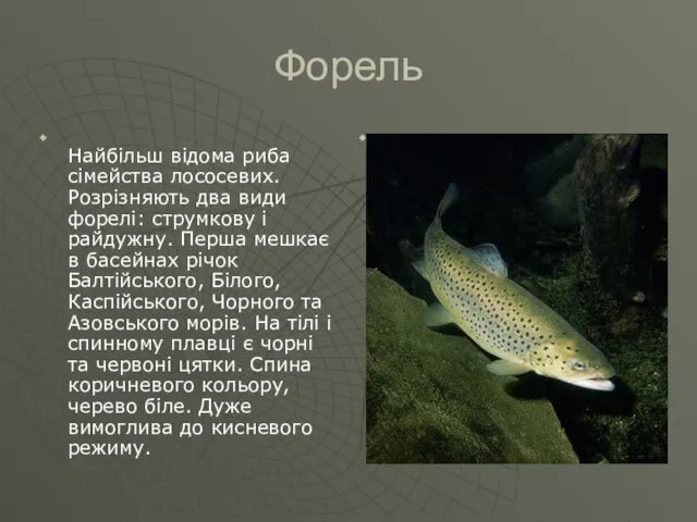 Форель Найбільш відома риба сімейства лососевих. Розрізняють два види форелі: струмкову