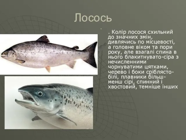 Лосось . Колір лосося схильний до значних змін, дивлячись по місцевості,