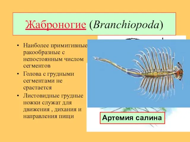 Жаброногие (Branchiopoda) Наиболее примитивные ракообразные с непостоянным числом сегментов Голова с