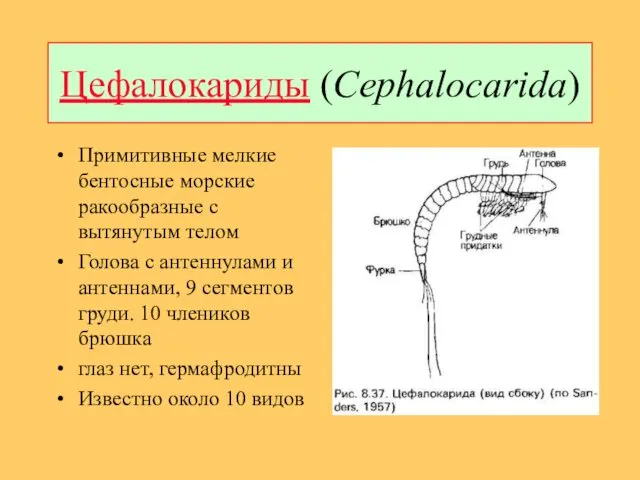 Цефалокариды (Cephalocarida) Примитивные мелкие бентосные морские ракообразные с вытянутым телом Голова