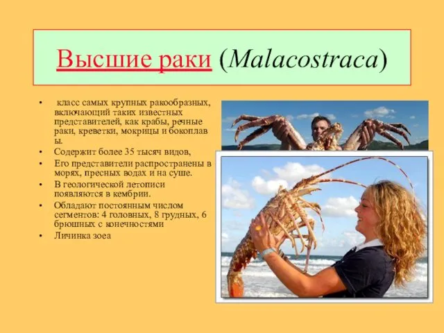 Высшие раки (Malacostraca) класс самых крупных ракообразных, включающий таких известных представителей,