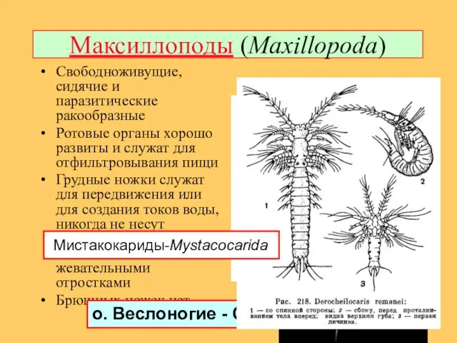 Максиллоподы (Maxillopoda) Свободноживущие, сидячие и паразитические ракообразные Ротовые органы хорошо развиты