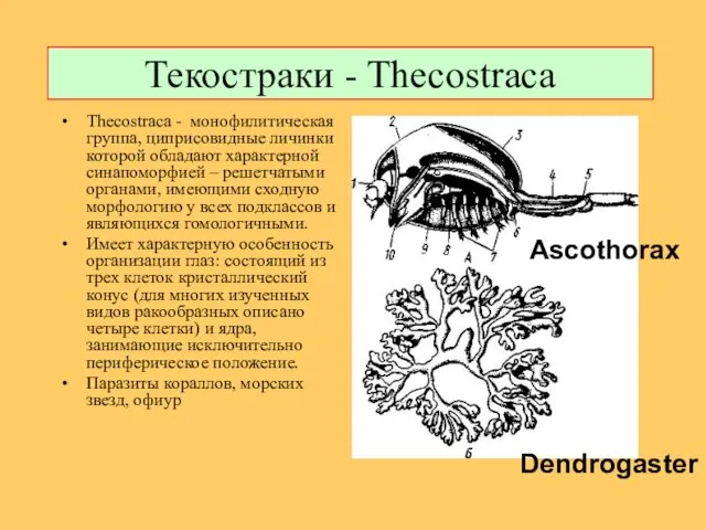 Текостраки - Thecostraca Thecostraca - монофилитическая группа, циприсовидные личинки которой обладают