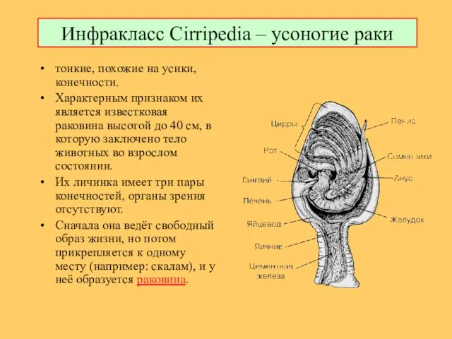 Инфракласс Cirripedia – усоногие раки тонкие, похожие на усики, конечности. Характерным