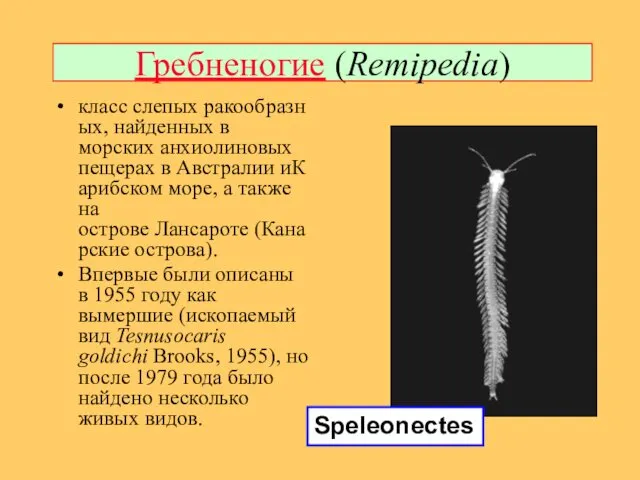 Гребненогие (Remipedia) класс слепых ракообразных, найденных в морских анхиолиновых пещерах в