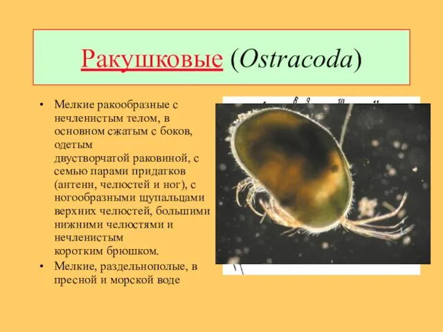 Ракушковые (Ostracoda) Мелкие ракообразные с нечленистым телом, в основном сжатым с