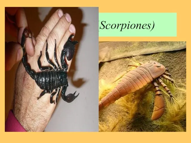 Скорпионы (Scorpiones) 1750 видов Произошли от силурийских ракоскорпионов Тело состоит из