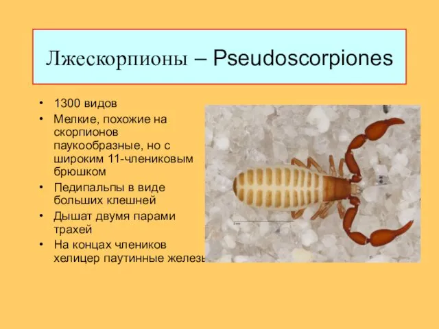 Лжескорпионы – Pseudoscorpiones 1300 видов Мелкие, похожие на скорпионов паукообразные, но