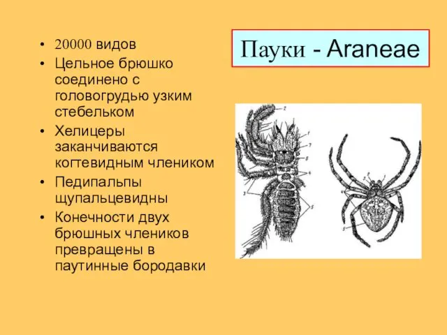 Пауки - Araneae 20000 видов Цельное брюшко соединено с головогрудью узким