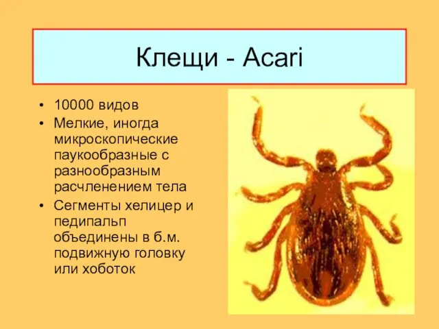 Клещи - Acari 10000 видов Мелкие, иногда микроскопические паукообразные с разнообразным