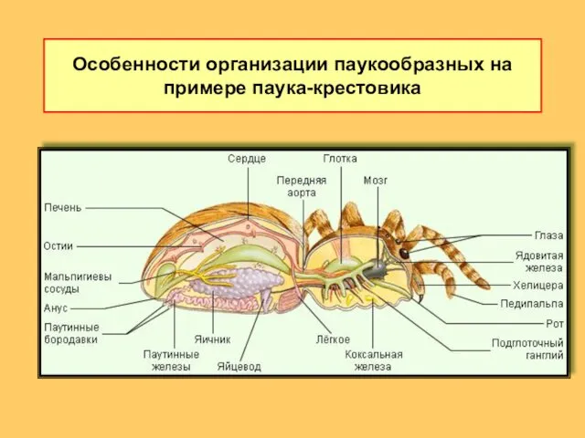 Особенности организации паукообразных на примере паука-крестовика