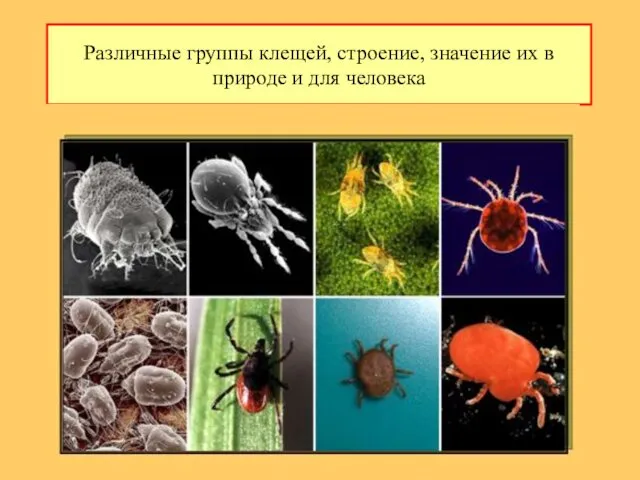 Различные группы клещей, строение, значение их в природе и для человека