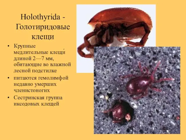 Holothyrida - Голотиридовые клещи Крупные медлительные клещи́ длиной 2—7 мм, обитающие