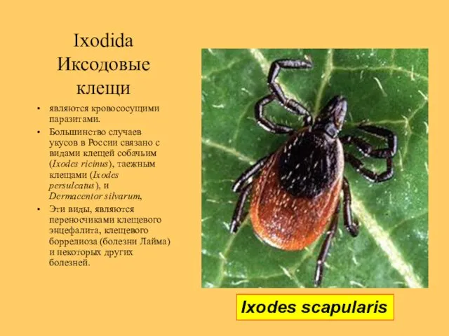 Ixodida Иксодовые клещи являются кровососущими паразитами. Большинство случаев укусов в России