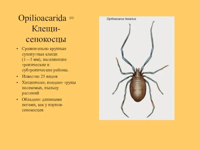 Opilioacarida = Клещи-сенокосцы Сравнительно крупные сухопутные клещи (1—3 мм), населяющие тропические