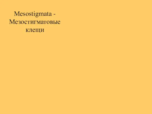 Mesostigmata - Мезостигматовые клещи