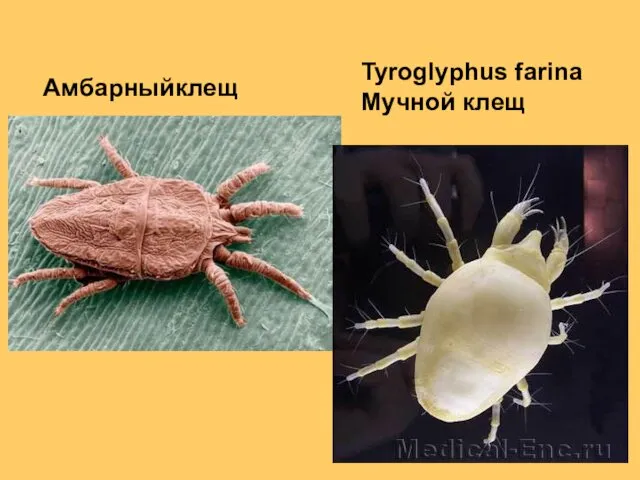 Амбарныйклещ Tyroglyphus farina Мучной клещ